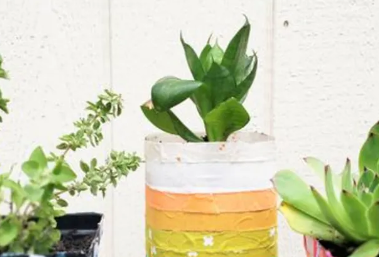Three green plants in upcycled plastic containers