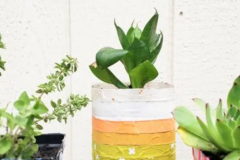 Three green plants in upcycled plastic containers